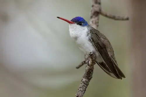 Violet-crowned Hummingbird (Ramosomyia violiceps)