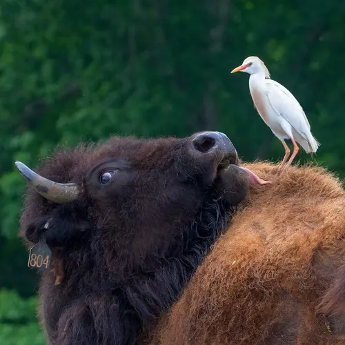 Western Cattle-Egret (Ardea ibis)