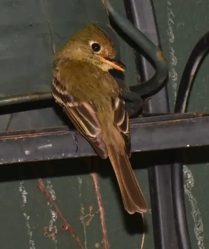 Western Flycatcher (Empidonax difficilis)