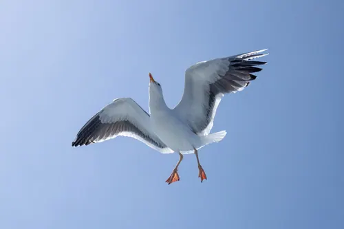 Western Gull