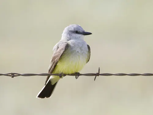 Western Kingbird
