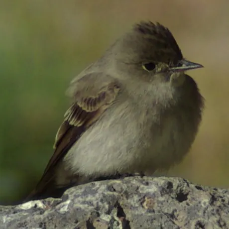 Western Wood-Pewee (Contopus sordidulus)