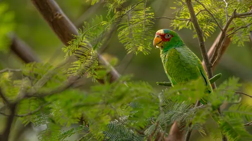 White-fronted Amazon