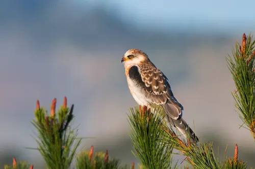 White-tailed Kite (Elanus leucurus)