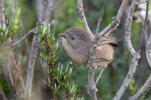 Wrentit (Chamaea fasciata)