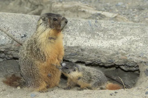 Yellow-bellied Marmot