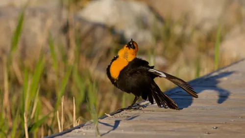 Yellow-headed Blackbird (Xanthocephalus xanthocephalus)