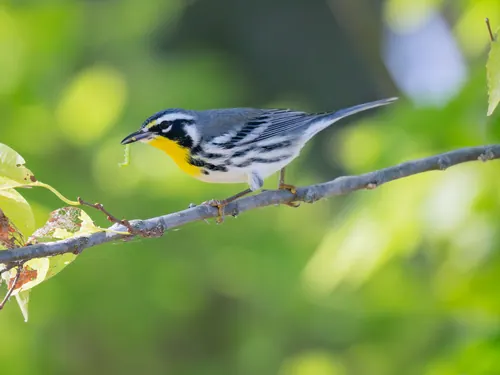 Yellow-throated Warbler (Setophaga dominica)